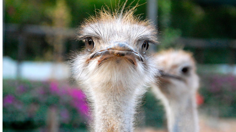 ostrich